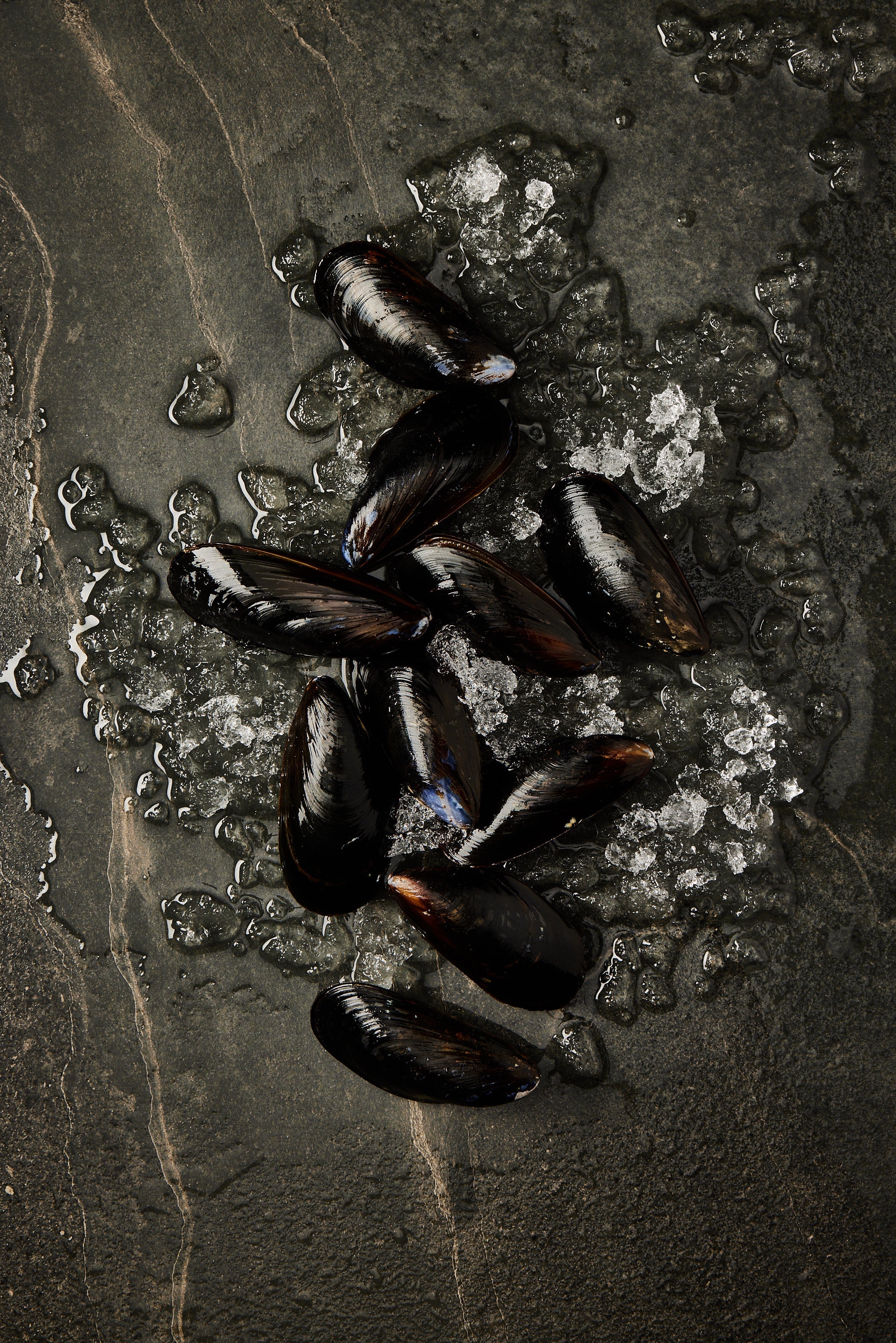 Cultivated Mussels - Tempus SeafoodSpecies
