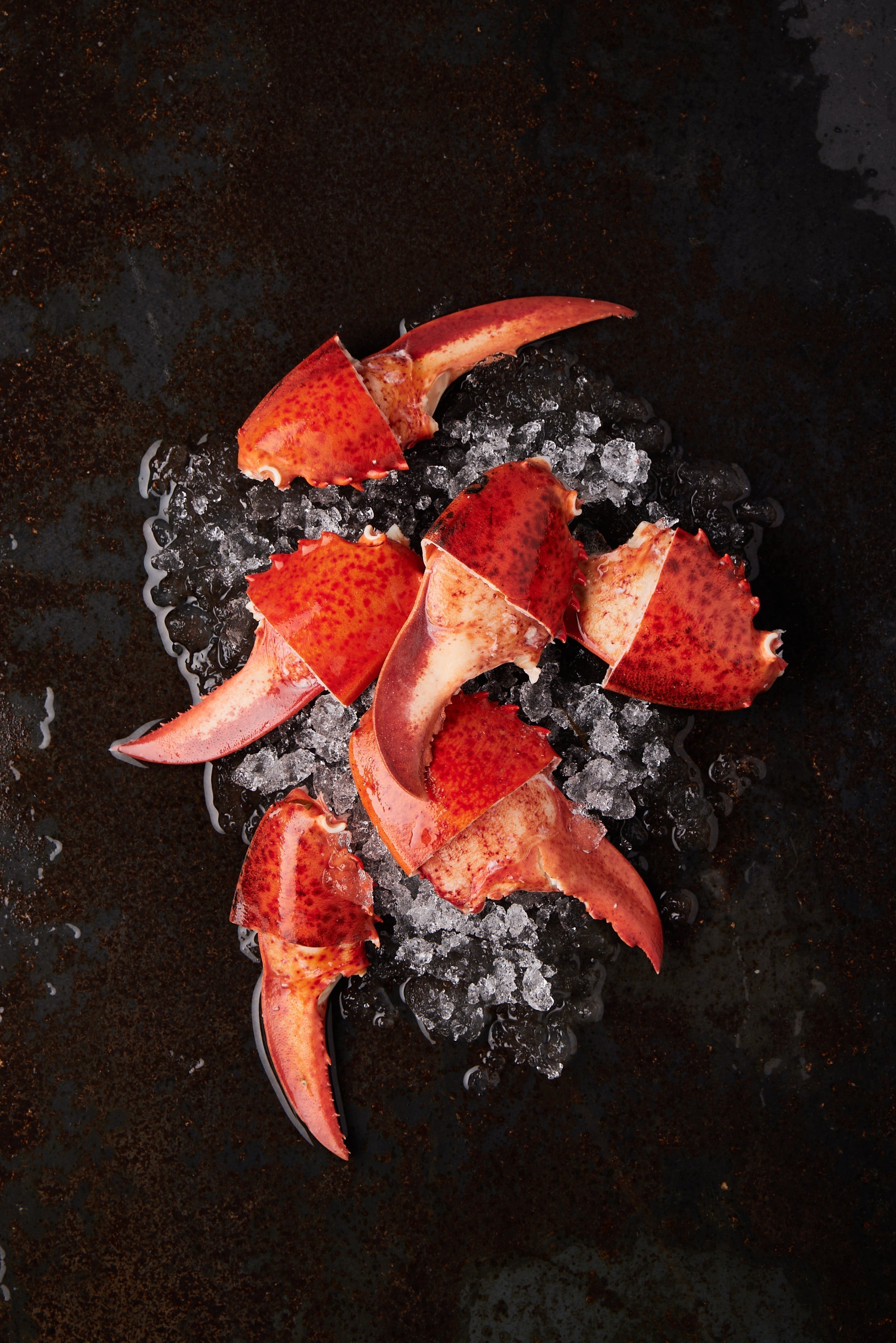 Lobster Claws - Tempus SeafoodSpecies