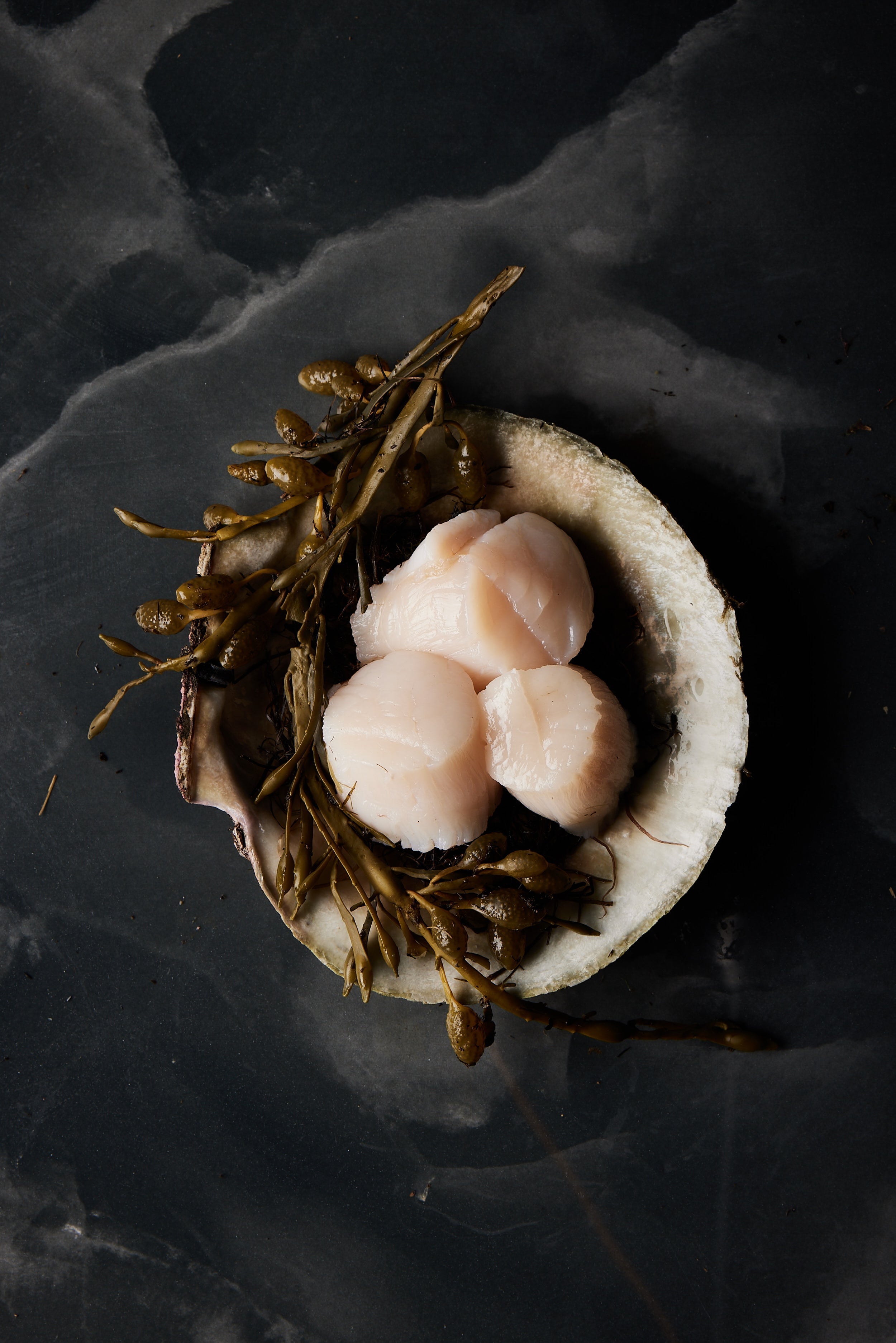 Sea Scallops - Tempus SeafoodSpecies